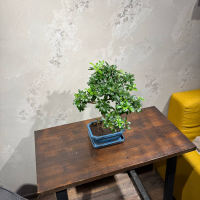 Бонсай Азалия 18 лет