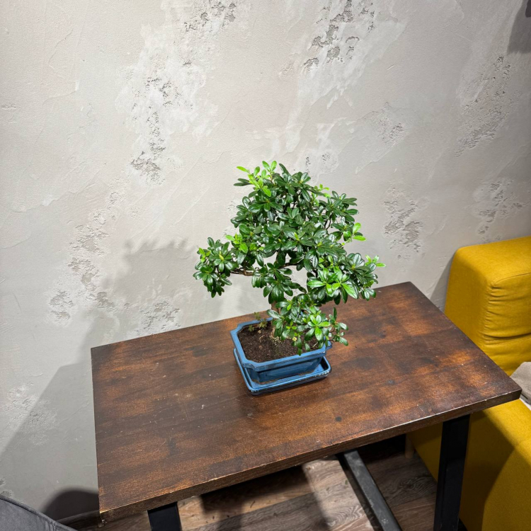 Бонсай Азалия 18 лет