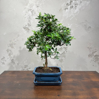 Бонсай Азалия 18 лет