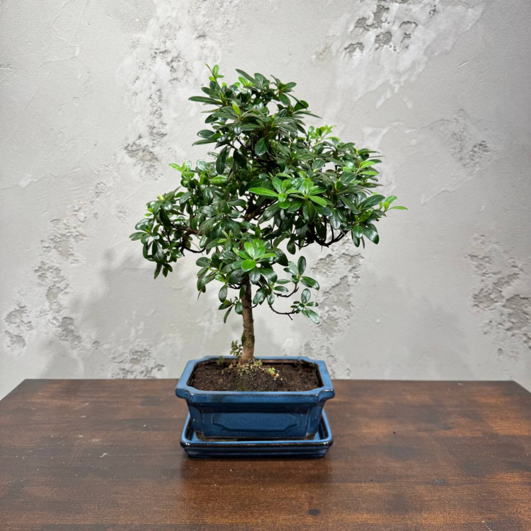 Бонсай Азалия 18 лет