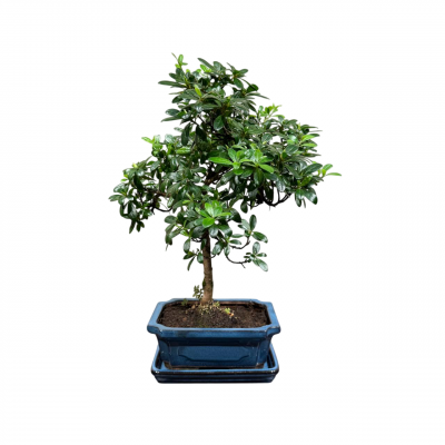 Бонсай Азалия 18 лет