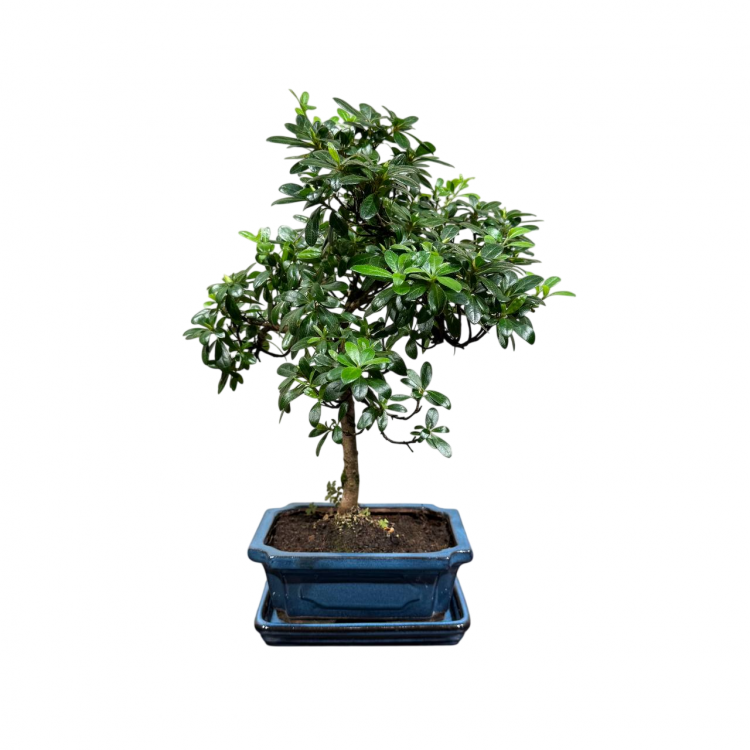 Бонсай Азалия 18 лет