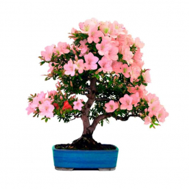 Бонсай Азалия 18 лет