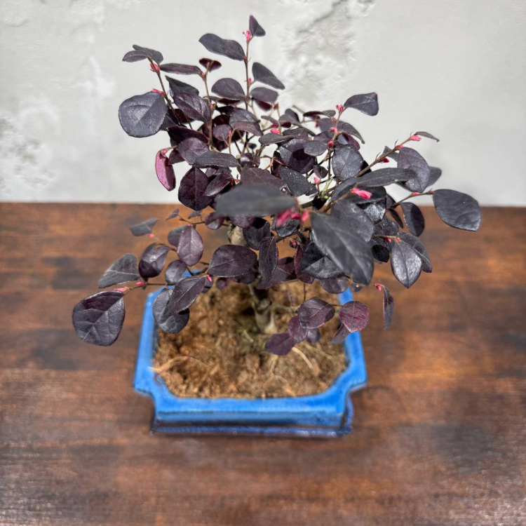 Лоропеталум