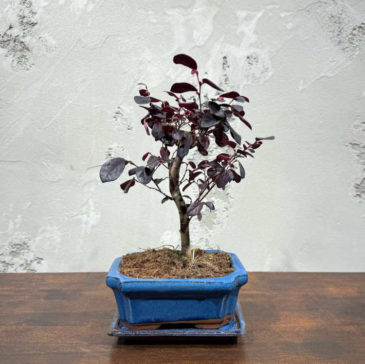 Лоропеталум