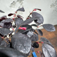 Лоропеталум