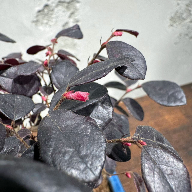 Лоропеталум