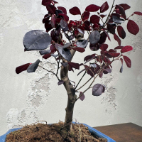 Лоропеталум