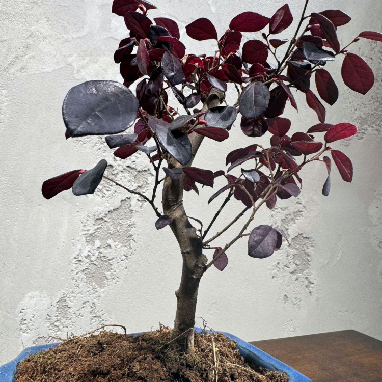 Лоропеталум