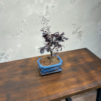 Лоропеталум