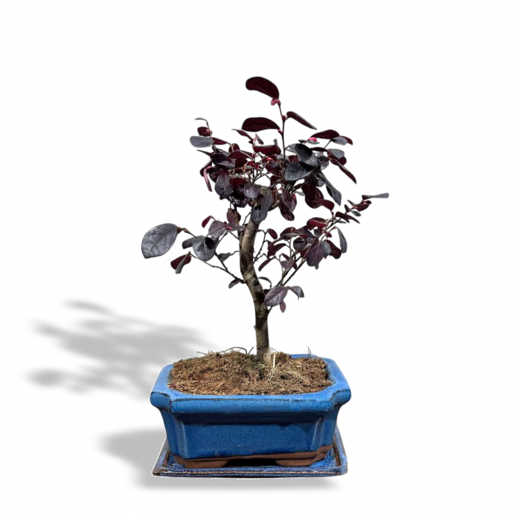 Лоропеталум