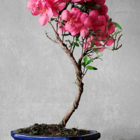 Бонсай Азалия 15 лет
