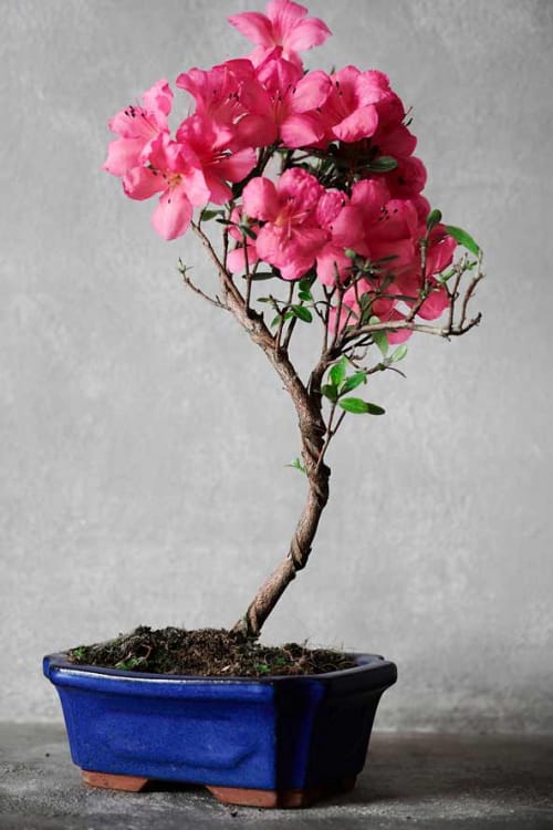 Бонсай Азалия 15 лет