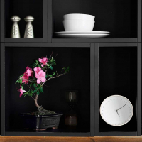 Бонсай Азалия 15 лет