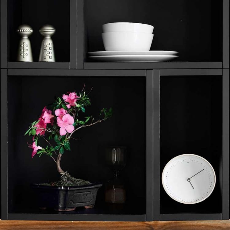 Бонсай Азалия 15 лет