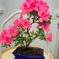 Бонсай Азалия 15 лет