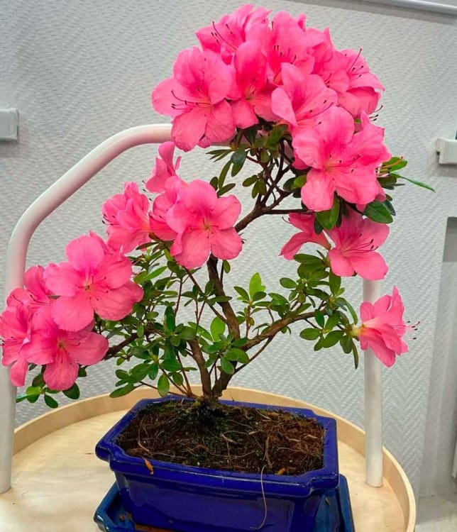 Бонсай Азалия 15 лет