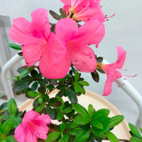 Бонсай Азалия 15 лет