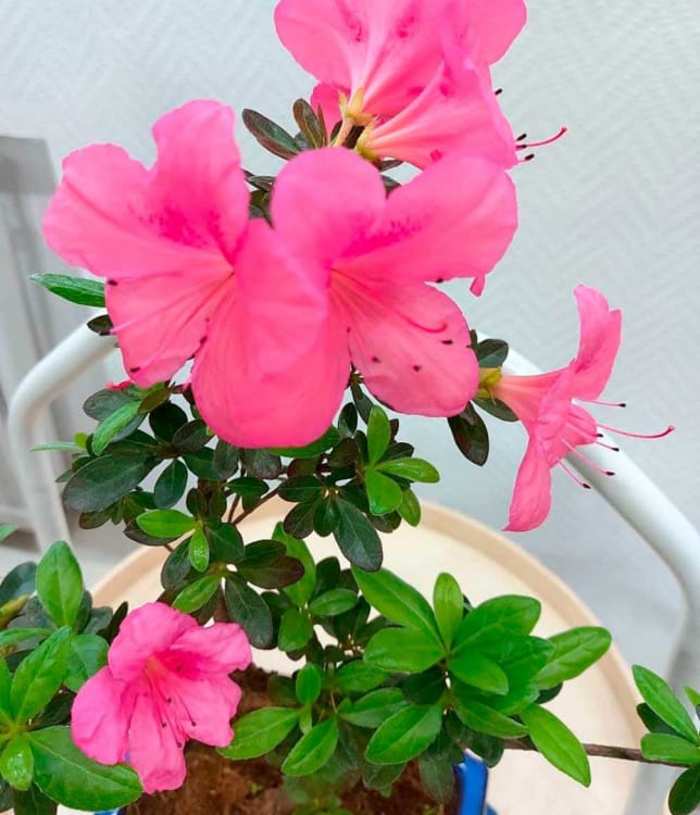 Бонсай Азалия 15 лет