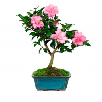 Бонсай Азалия 15 лет