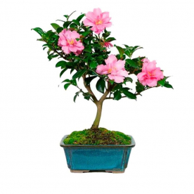 Бонсай Азалия 15 лет