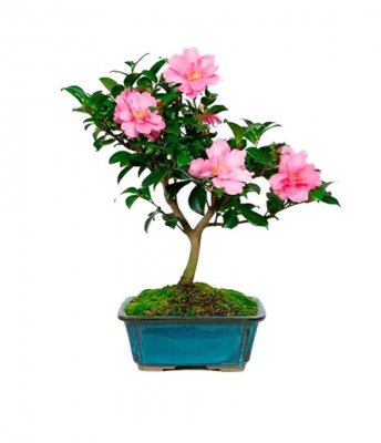 Бонсай Азалия 15 лет