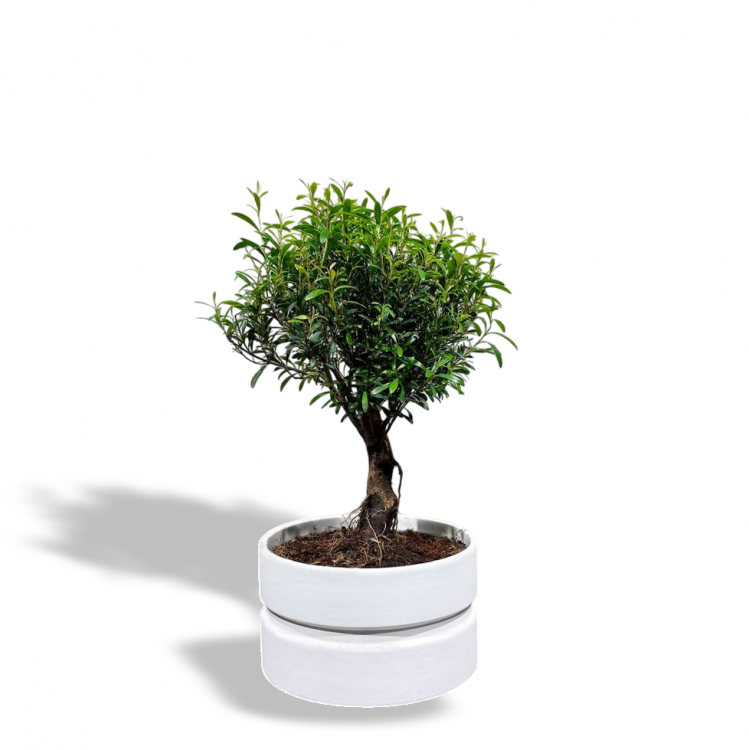 Бонсай Мирт в кашпо