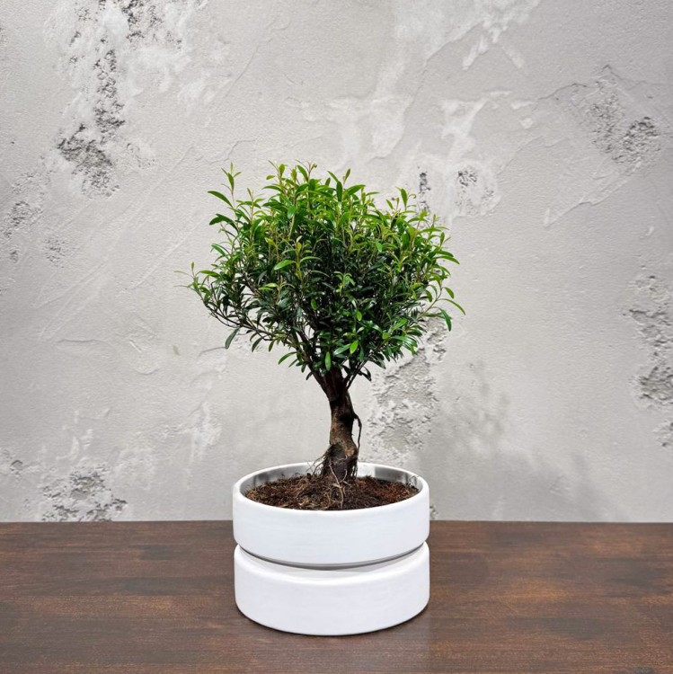 Бонсай Мирт в кашпо