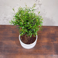 Бонсай Мирт в кашпо