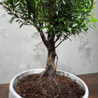 Бонсай Мирт в кашпо