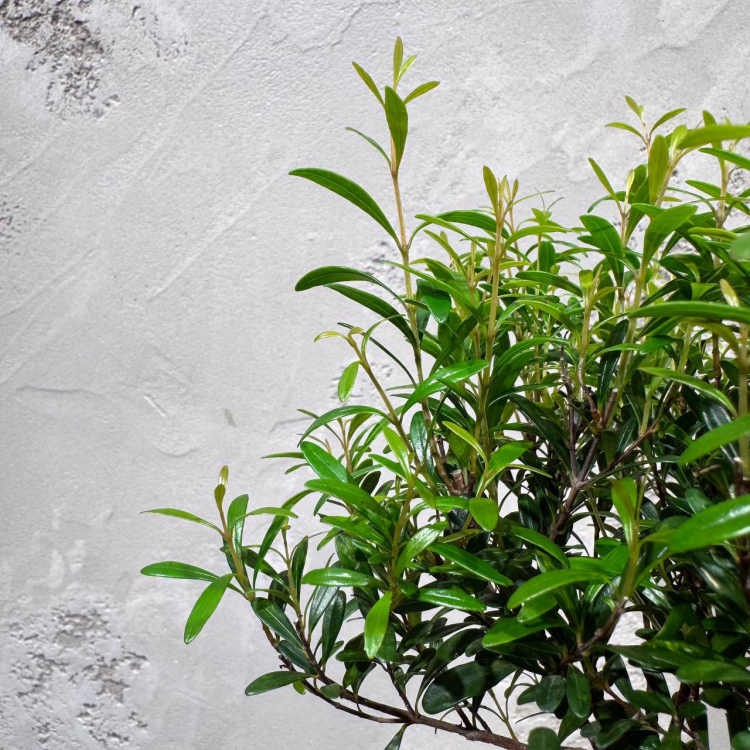 Бонсай Мирт в кашпо