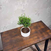 Бонсай Мирт в кашпо