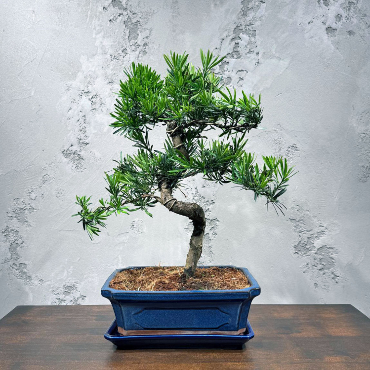 Бонсай Подокарпус 25 лет  в прямоугольной плошке
