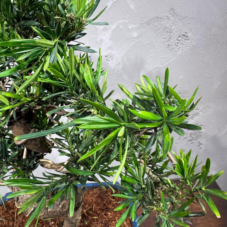 Бонсай Подокарпус 25 лет  в прямоугольной плошке