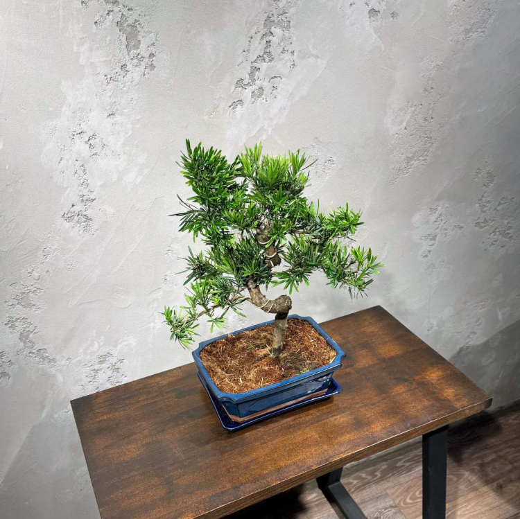 Бонсай Подокарпус 25 лет  в прямоугольной плошке