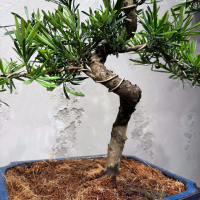 Бонсай Подокарпус 25 лет  в прямоугольной плошке