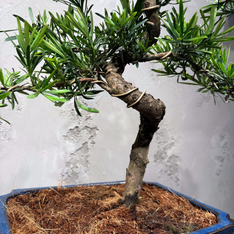 Бонсай Подокарпус 25 лет  в прямоугольной плошке
