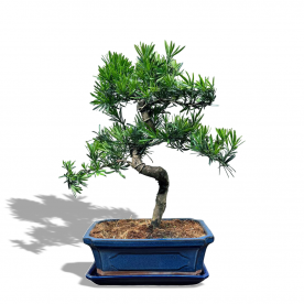 Бонсай Подокарпус 25 лет  в прямоугольной плошке