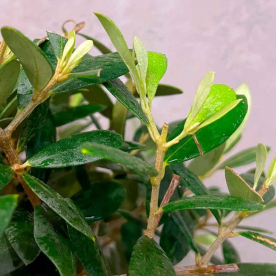 Восстановление