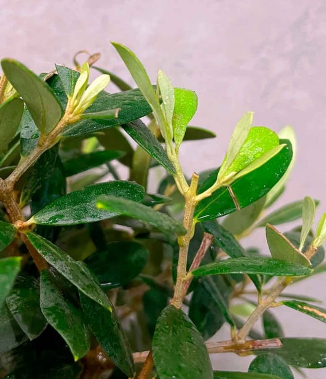 Восстановление Восстановление