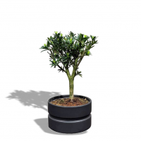 Бонсай Подокарпус в черном кашпо
