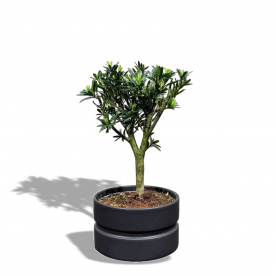 Бонсай Подокарпус в черном кашпо