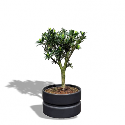 Бонсай Подокарпус в черном кашпо