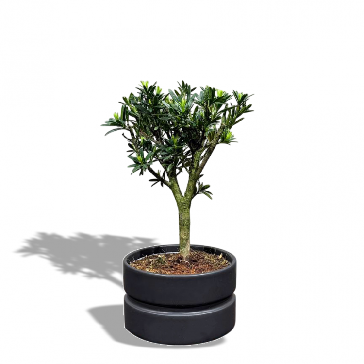 Бонсай Подокарпус в черном кашпо
