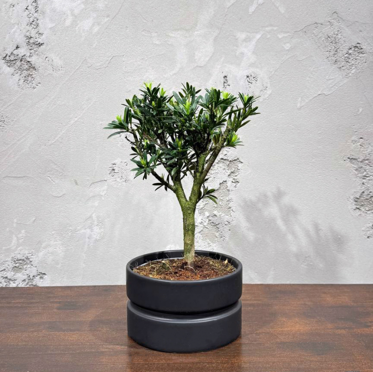 Бонсай Подокарпус в черном кашпо