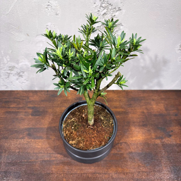 Бонсай Подокарпус в черном кашпо