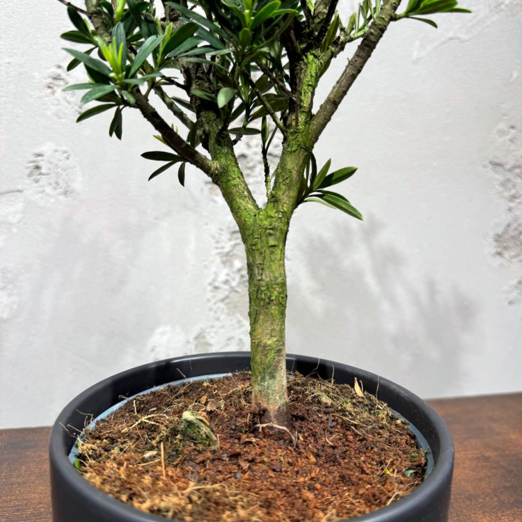 Бонсай Подокарпус в черном кашпо