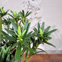 Бонсай Подокарпус в черном кашпо