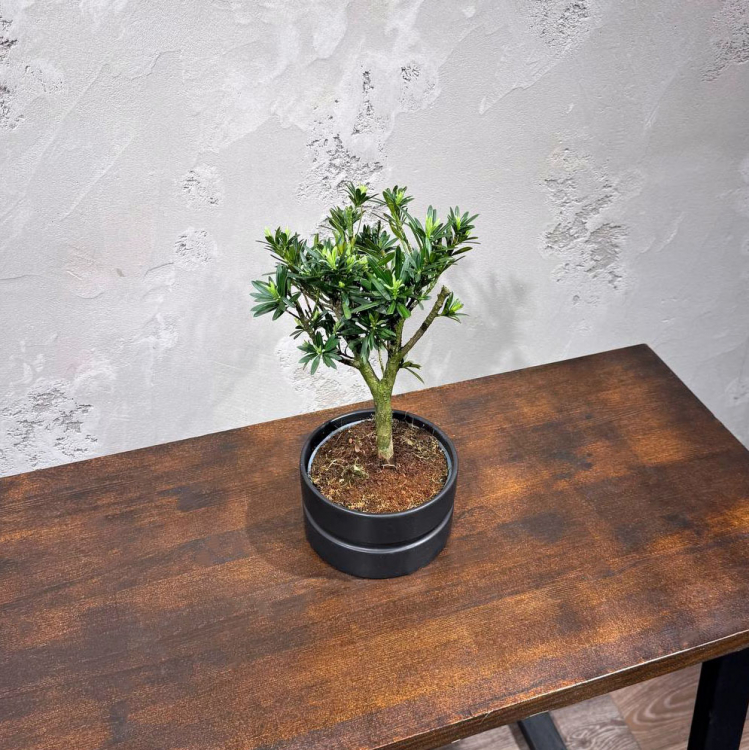 Бонсай Подокарпус в черном кашпо