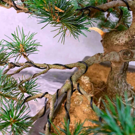 Формирование